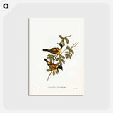 アートポストカード-Black-tailed Pachycephala
 - ジョン グールド Postcard.