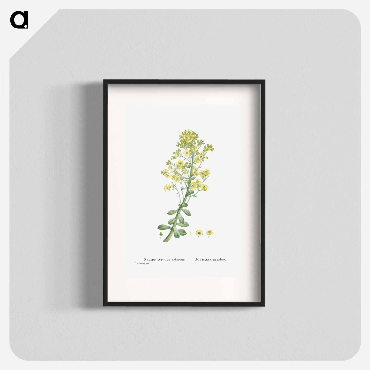 Sempervivum Arboreum (Tree Houseleek) - Pierre Joseph Redouté Poster.