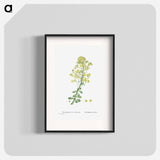 Sempervivum Arboreum (Tree Houseleek) - Pierre Joseph Redouté Poster.