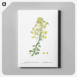 アートパネル-Sempervivum Arboreum (Tree Houseleek) - ピエール ジョゼフ ルドゥーテ Canvas.