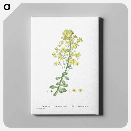 アートパネル-Sempervivum Arboreum (Tree Houseleek) - ピエール ジョゼフ ルドゥーテ Canvas.