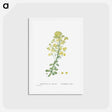 アートポストカード-Sempervivum Arboreum (Tree Houseleek) - ピエール ジョゼフ ルドゥーテ Postcard.