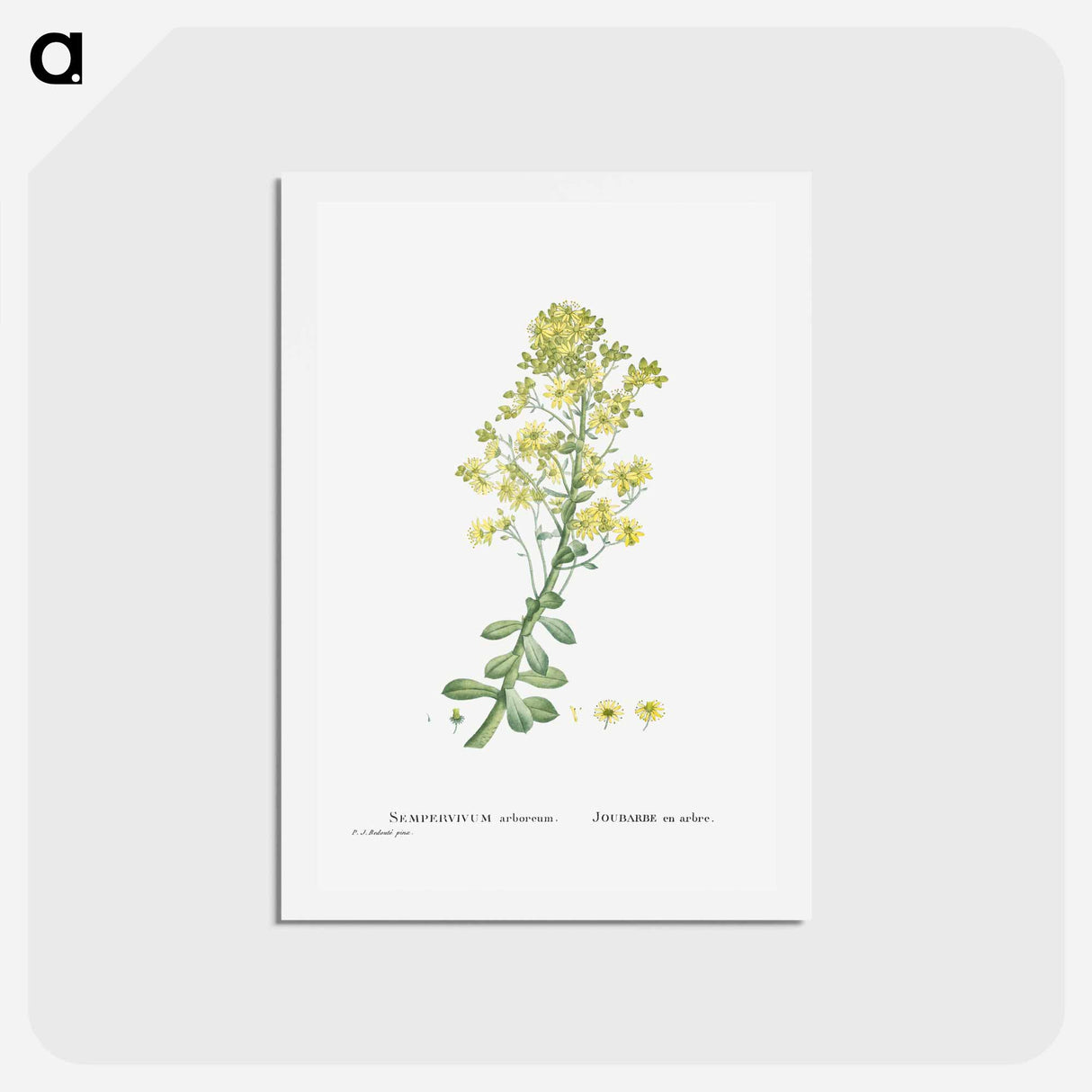 アートポストカード-Sempervivum Arboreum (Tree Houseleek) - ピエール ジョゼフ ルドゥーテ Postcard.