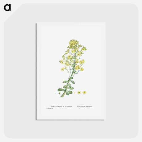 アートポストカード-Sempervivum Arboreum (Tree Houseleek) - ピエール ジョゼフ ルドゥーテ Postcard.