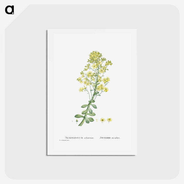 アートポストカード-Sempervivum Arboreum (Tree Houseleek) - ピエール ジョゼフ ルドゥーテ Postcard.