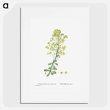 Sempervivum Arboreum (Tree Houseleek) - Pierre Joseph Redouté Poster.