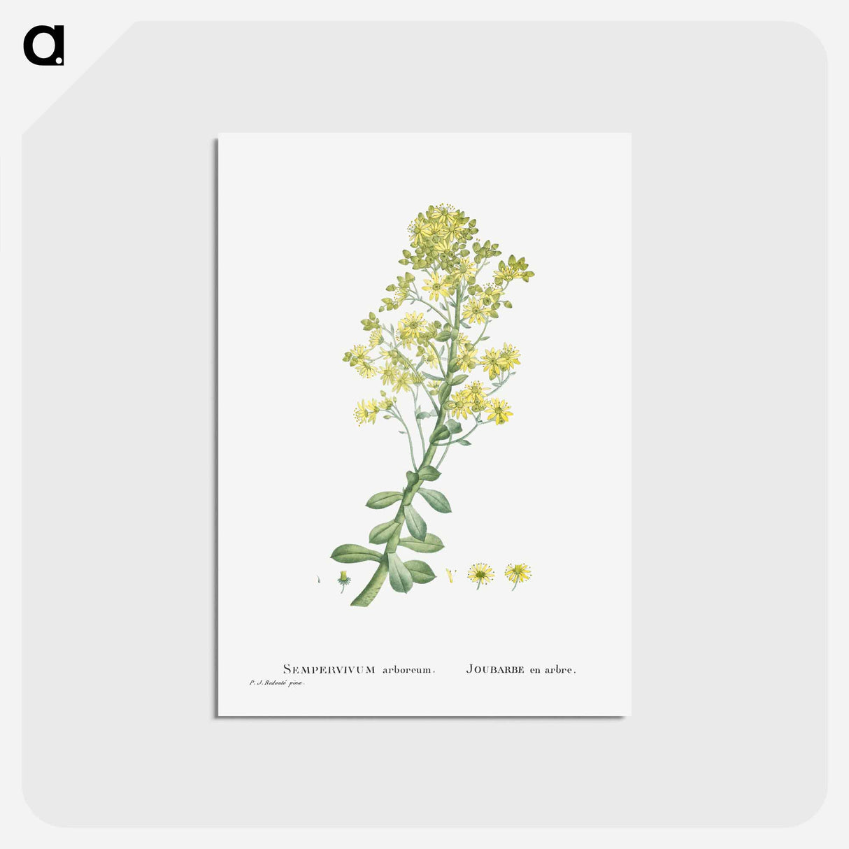 アートポストカード-Sempervivum Arboreum (Tree Houseleek) - ピエール ジョゼフ ルドゥーテ Postcard.