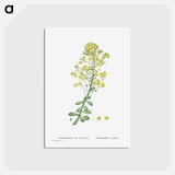 アートポストカード-Sempervivum Arboreum (Tree Houseleek) - ピエール ジョゼフ ルドゥーテ Postcard.