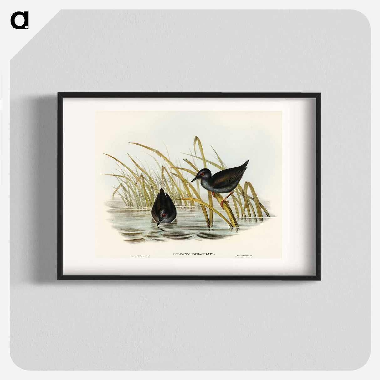 Spotless Gallinule
 - オーストラリアの鳥 Poster.