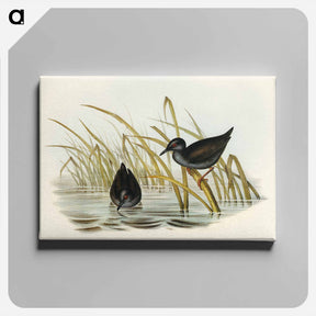 アートパネル-Spotless Gallinule
 - オーストラリアの鳥 Canvas.
