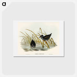 アートポストカード-Spotless Gallinule
 - オーストラリアの鳥 Postcard.