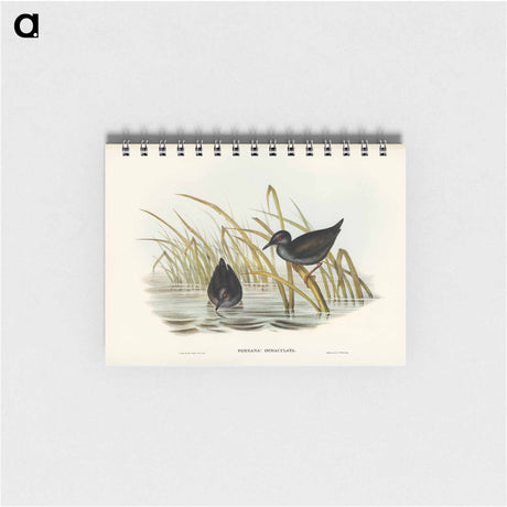 アートメモ帳-Spotless Gallinule
 - オーストラリアの鳥 Memo.