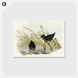 アートポストカード-Spotless Gallinule
 - オーストラリアの鳥 Postcard.