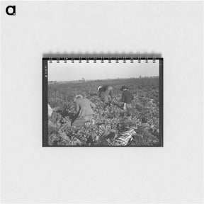 アートメモ帳-Migratory field worker pulling carrots - ドロテア ラング Memo.