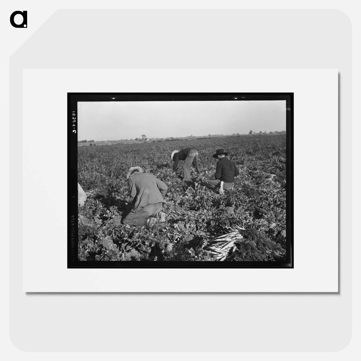 Migratory field worker pulling carrots - Dorothea Lange Poster.