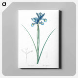 アートパネル-Spanish iris illustration - ピエール ジョゼフ ルドゥーテ Canvas.
