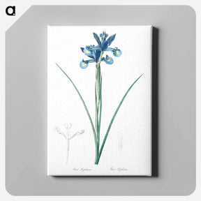 アートパネル-Spanish iris illustration - ピエール ジョゼフ ルドゥーテ Canvas.