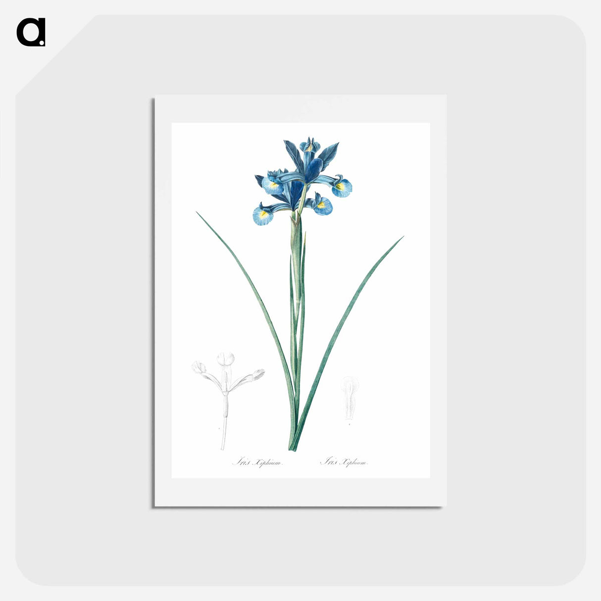アートポストカード-Spanish iris illustration - ピエール ジョゼフ ルドゥーテ Postcard.