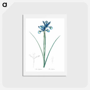 アートポストカード-Spanish iris illustration - ピエール ジョゼフ ルドゥーテ Postcard.