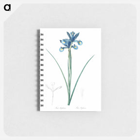 アートメモ帳-Spanish iris illustration - ピエール ジョゼフ ルドゥーテ Memo.