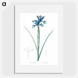 Spanish iris illustration - Pierre Joseph Redouté Poster.