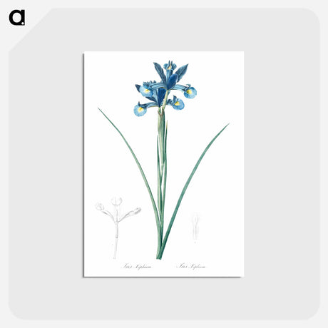 アートポストカード-Spanish iris illustration - ピエール ジョゼフ ルドゥーテ Postcard.