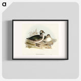 Pygmy Goose
 - オーストラリアの鳥 Poster.