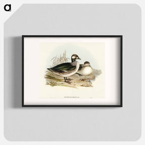 アートポスター-Pygmy Goose
 - オーストラリアの鳥 Poster.