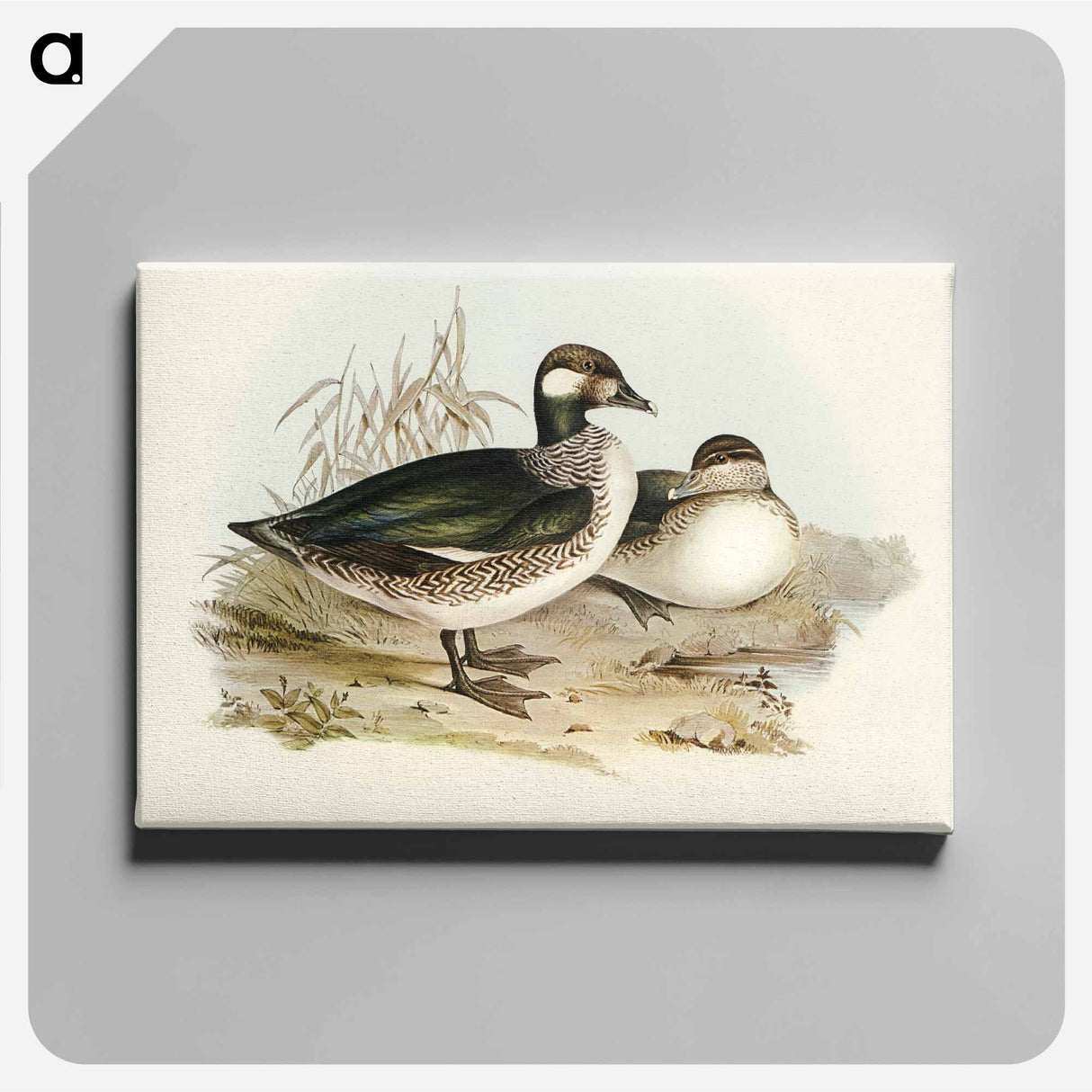 Pygmy Goose
 - オーストラリアの鳥 Canvas.