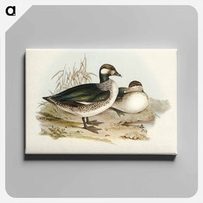 アートパネル-Pygmy Goose
 - オーストラリアの鳥 Canvas.