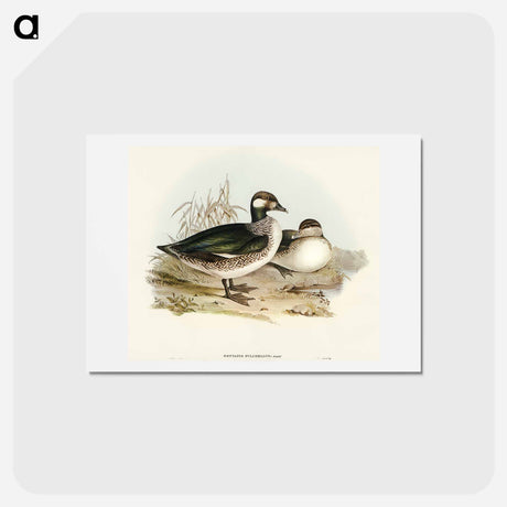 アートポストカード-Pygmy Goose
 - オーストラリアの鳥 Postcard.
