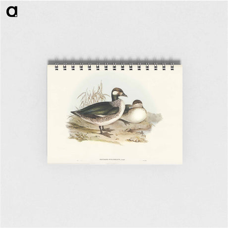 アートメモ帳-Pygmy Goose
 - オーストラリアの鳥 Memo.