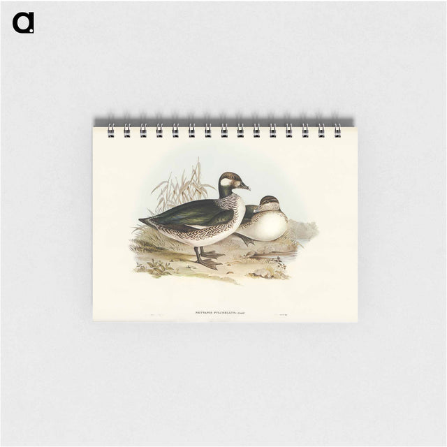 アートメモ帳-Pygmy Goose
 - オーストラリアの鳥 Memo.