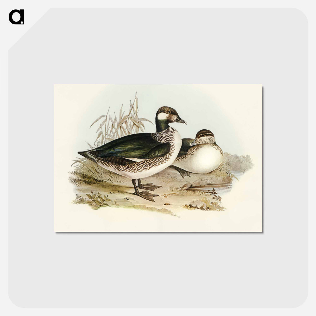 アートポストカード-Pygmy Goose
 - オーストラリアの鳥 Postcard.