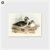 アートポストカード-Pygmy Goose
 - オーストラリアの鳥 Postcard.