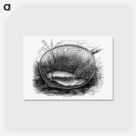 アートポストカード-Fishes Caught on a Net
 - 大英図書館 Postcard.