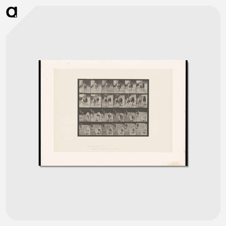 アートポストカード-Racing Dogs
 - エドワード マイブリッジ Postcard.