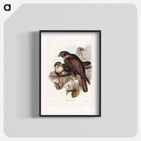 アートポスター-Brown Hawk
 - ジョン グールド Poster.