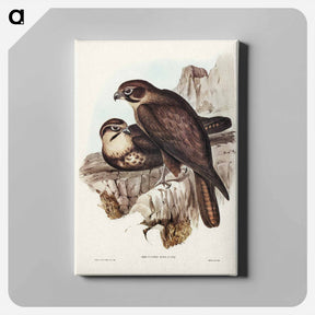 アートパネル-Brown Hawk
 - ジョン グールド Canvas.