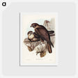 アートポストカード-Brown Hawk
 - ジョン グールド Postcard.