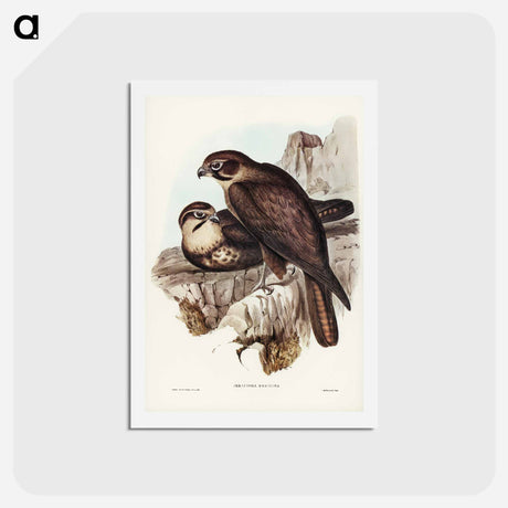 アートポストカード-Brown Hawk
 - ジョン グールド Postcard.