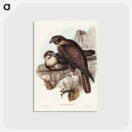 アートポストカード-Brown Hawk
 - ジョン グールド Postcard.