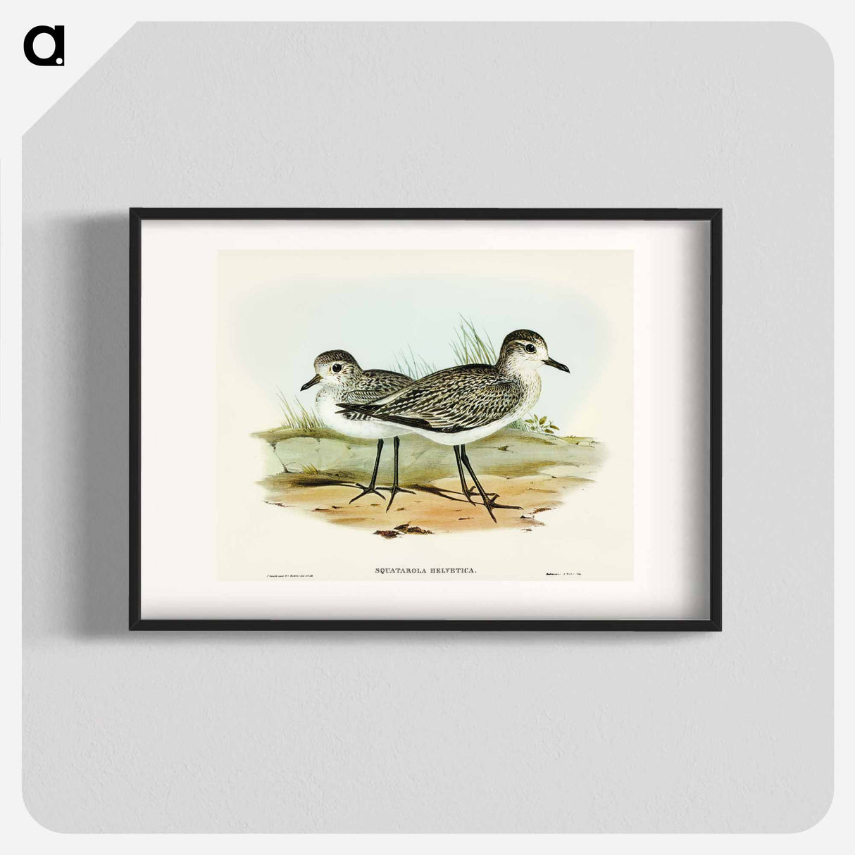 Grey Plover
 - オーストラリアの鳥 Poster.