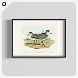 Grey Plover
 - オーストラリアの鳥 Poster.