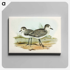 アートパネル-Grey Plover
 - オーストラリアの鳥 Canvas.
