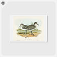 アートポストカード-Grey Plover
 - オーストラリアの鳥 Postcard.