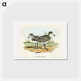 アートポストカード-Grey Plover
 - オーストラリアの鳥 Postcard.