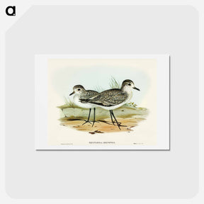 アートポストカード-Grey Plover
 - オーストラリアの鳥 Postcard.
