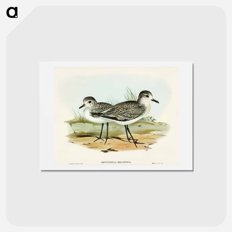 アートポストカード-Grey Plover
 - オーストラリアの鳥 Postcard.