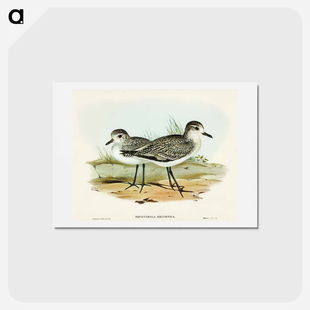 アートポストカード-Grey Plover
 - オーストラリアの鳥 Postcard.